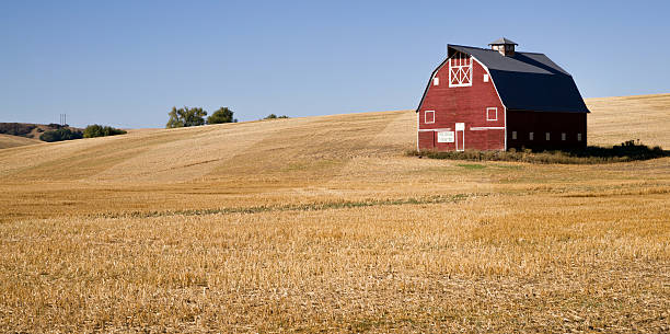 istock Red Farm Barn Cut Straw Just Harvested 529791039