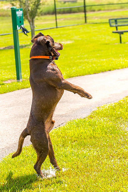 istock Dogs playing in a wet park 529800195