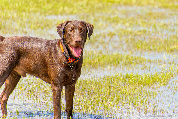 istock Dogs playing in a wet park 529800497