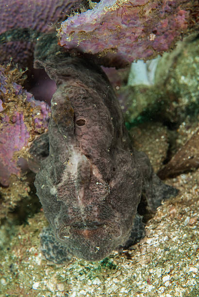 istock Giant frogfish in Ambon, Maluku, Indonesia underwater 529801211
