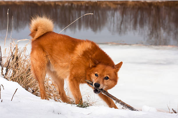 playing finnish spitz hunting dog playing with a stick finnish spitz stock pictures, royalty-free photos & images