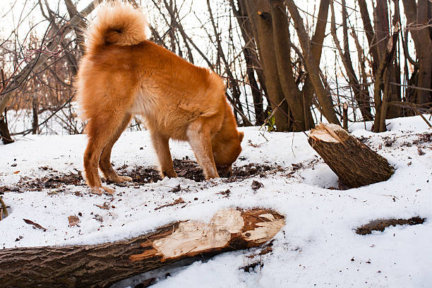 hunting dog digging a hole hunting dog digging a hole near the gnawed trunk finnish spitz stock pictures, royalty-free photos & images