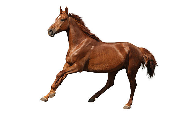 istock Brown horse cantering free isolated on white 529801307