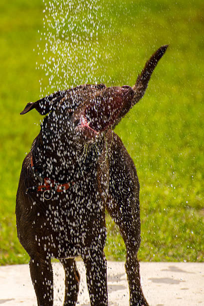 istock Dogs playing in a wet park 529801415