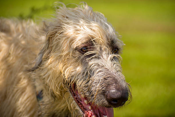 istock Dogs playing in a wet park 529801421