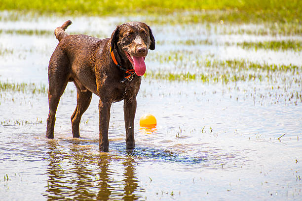 istock Dogs playing in a wet park 529801441