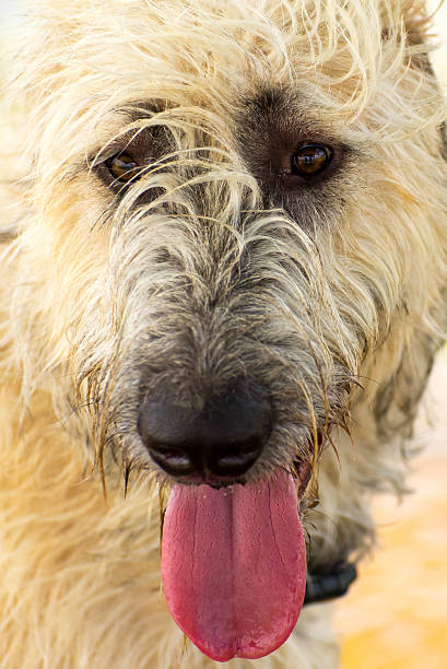 istock Dogs playing in a wet park 529801487