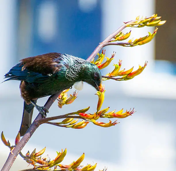 This New Zealand native bird is feeding on native flax flowers in bright sunlight, highlighting the dusting of golden pollen on its beak. The flax flowers are an inviting combination of yellows, reds, greens and gold. The Tui is perched securely on the flax stem, leaning out to extract the nectar from the flower. Iridescent greens, blues and browns feature in the birds feathers. The urban background is a pleasant blur of blues and greys.