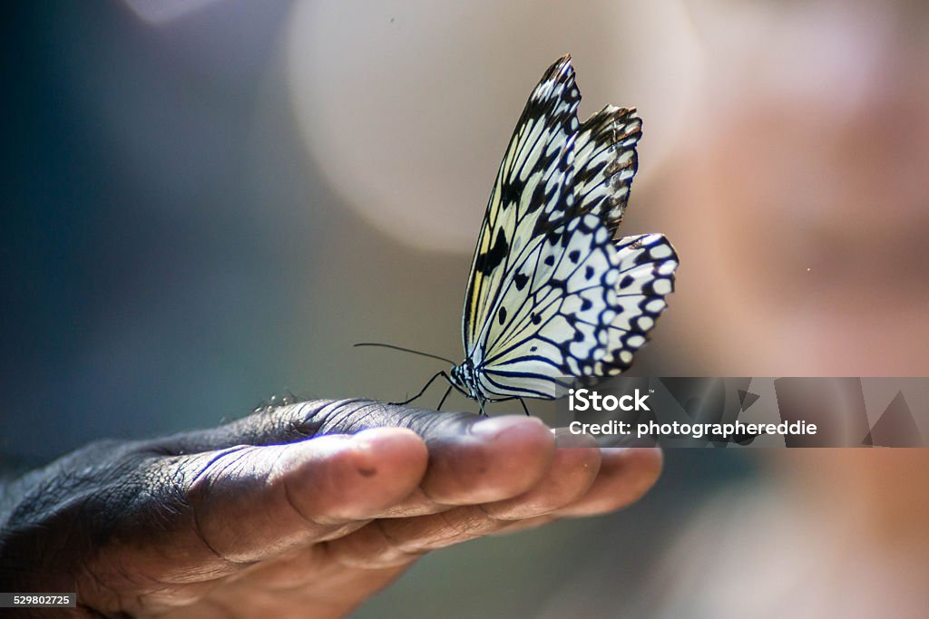 Butterfly on Hand Lovely white butterfly with black spots lands on a human hand in a gentle manner showing a lot of trust. Butterfly - Insect Stock Photo