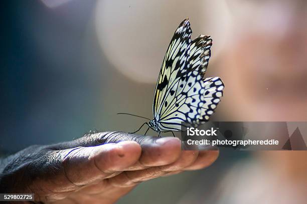 Butterfly On Hand Stock Photo - Download Image Now - Butterfly - Insect, Releasing, African Ethnicity