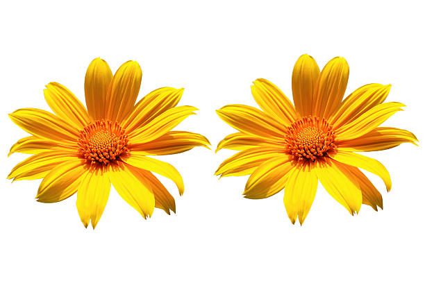 istock mexican sunflower weed  blooming 529804005