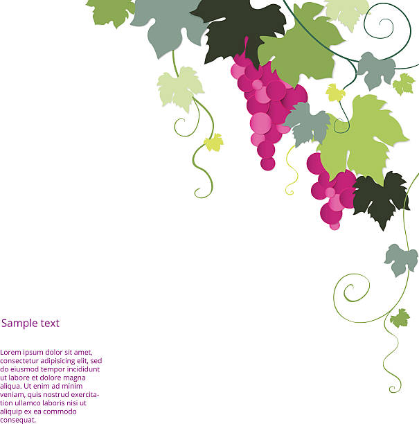 パープルのバイングレープとグリーンの葉ヴァイン - grape green red purple点のイラスト素材／クリップアート素材／マンガ素材／アイコン素材