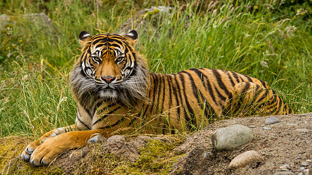sumatran tiger - sumatratiger bildbanksfoton och bilder