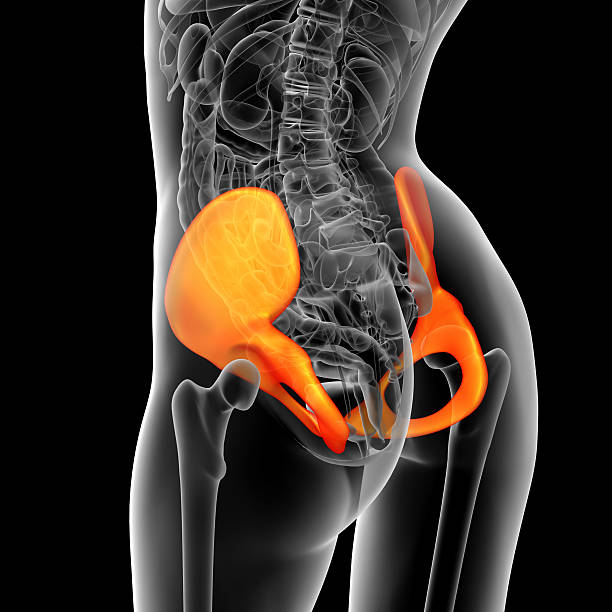 istock 3d render medical illustration of the pelvis bone 529805423