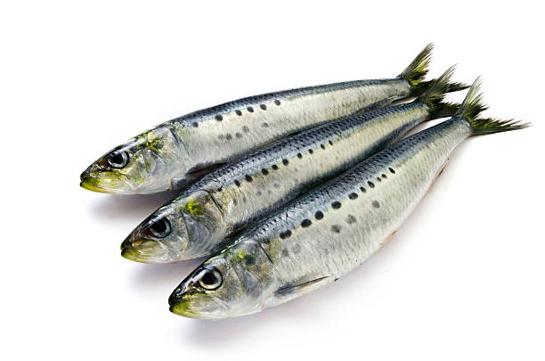 Sardines Sardineｓ in a white background sardine photos stock pictures, royalty-free photos & images