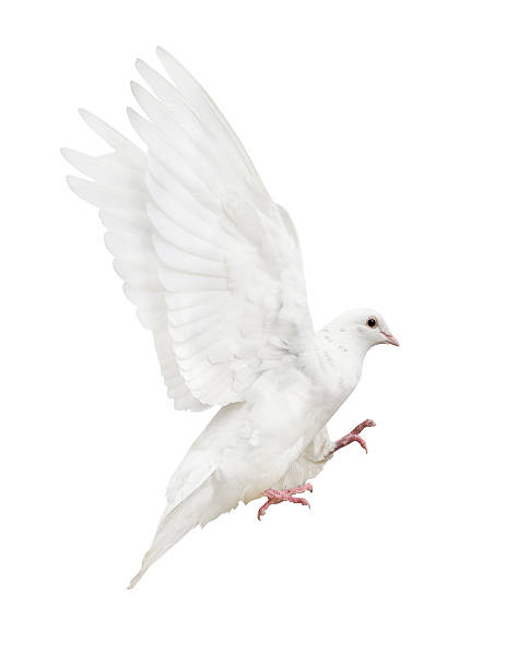 istock mooving isolated pure white pigeon 529807001