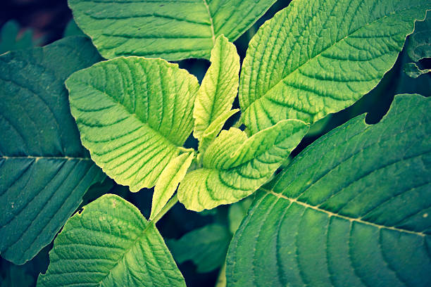 amarante cruentus - amaranthus cruentus photos et images de collection