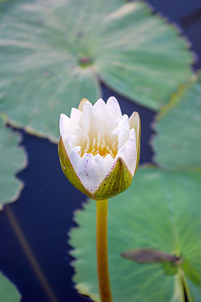 istock White Lotus in the River 529836133