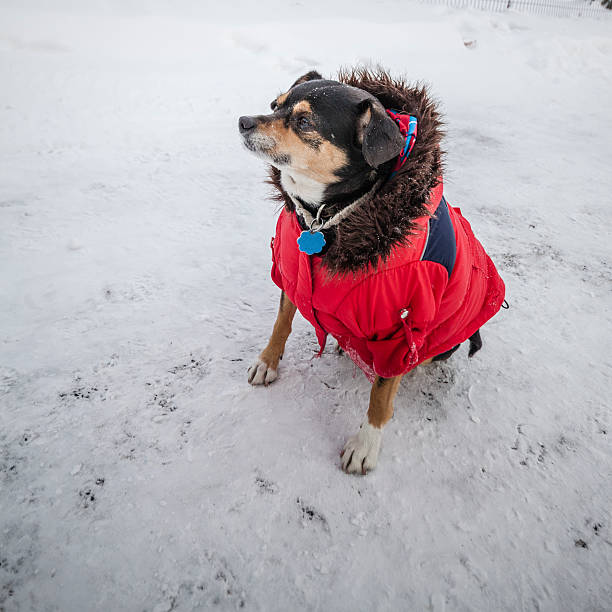 istock Dog in the winter coat 529836909
