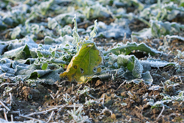 istock Field with beet in december morning 529837079