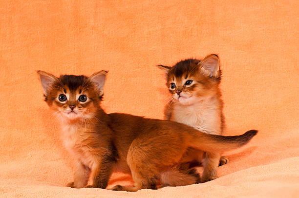 Solimal Kitty 280+ Somali Cat Stock Photos, Pictures & Royalty-Free Images - iStock