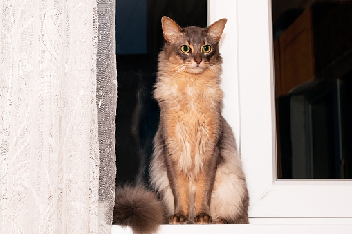 Portrait of somali cat blue color sits in windowsill