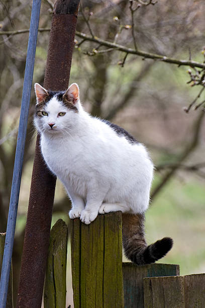 istock Cat Climbs on Country Fence 529840301