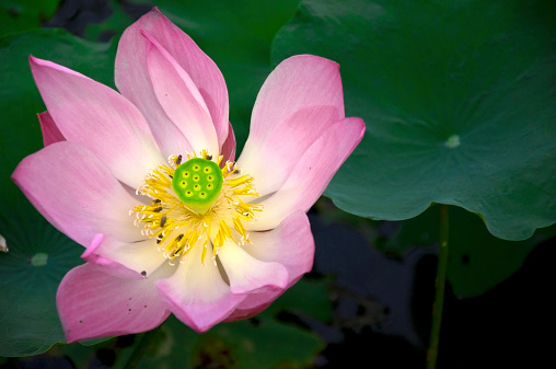 Beautiful lotus flower,close up