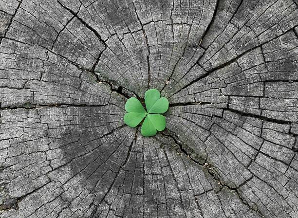 istock New plant growing out of a tree stump 529869243