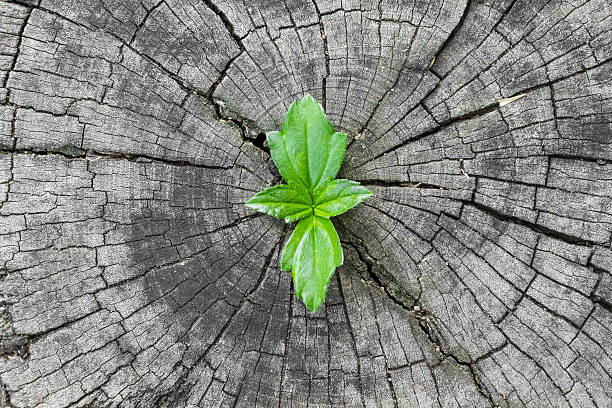 istock New plant growing out of a tree stump 529869743