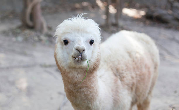 istock Portrait of Fluffy young Alpaca (Vicugna pacos) 529870425