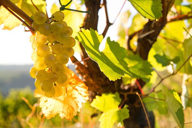 istock Grapes close up in the middle of vine 529870737