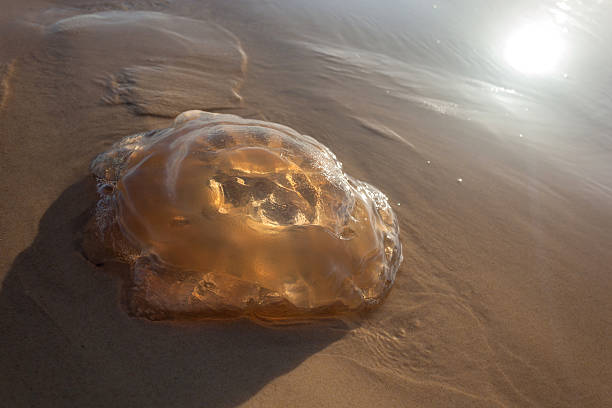A giant poisonous jellyfish washed up on the beach early in the morning, just lying on the sand
