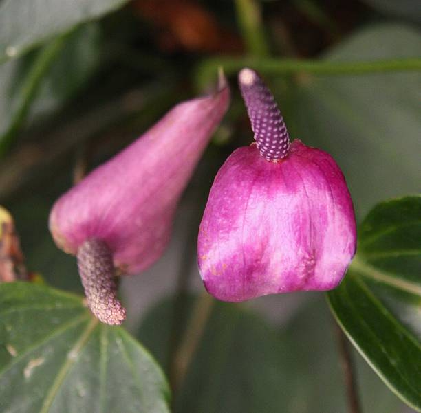 istock Violet  Flamingo flower 529871877