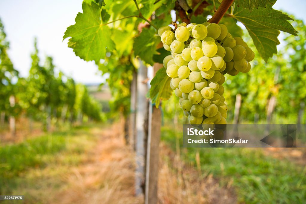 Uvas sobre vine - Foto de stock de Agricultura royalty-free