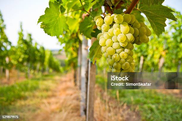 Foto de Uvas Sobre Vine e mais fotos de stock de Agricultura - Agricultura, Ajardinado, Alimentação Saudável