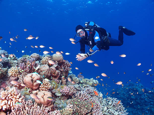 istock Scuba diver and coral garden 529872127