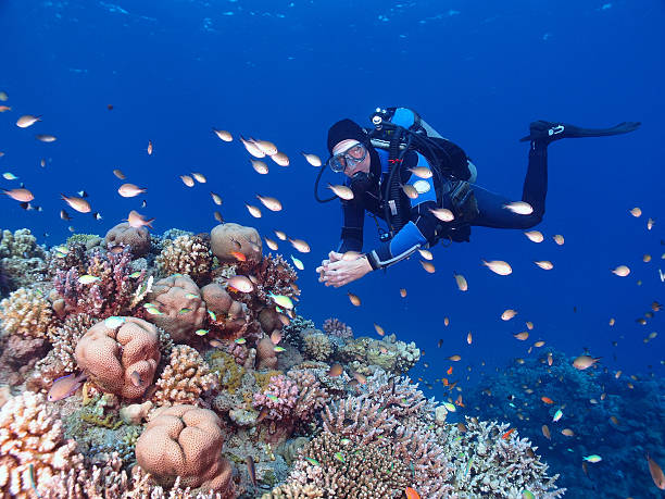 istock Coral garden and scuba diver 529872229