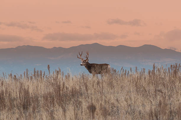 mule deer buck bei sonnenaufgang - mule deer stock-fotos und bilder