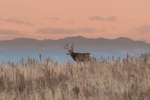 a mule deer buck on a ridge at sunrise