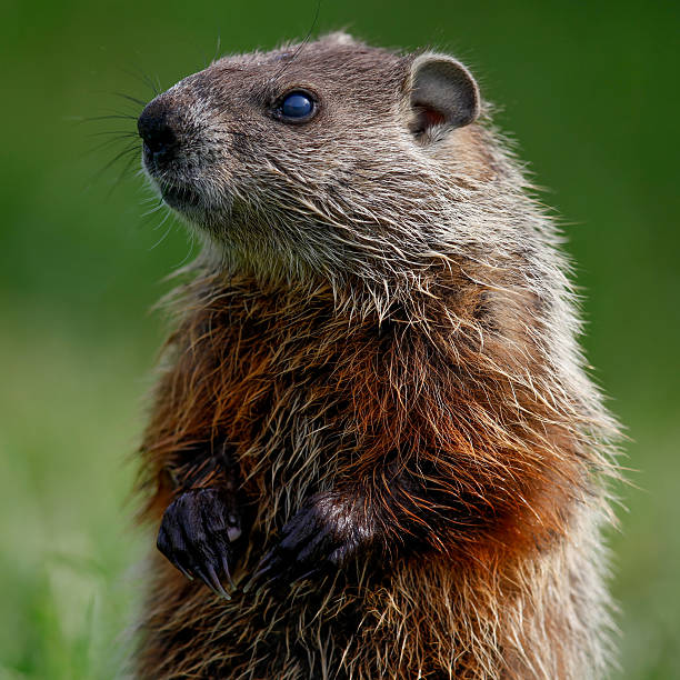 Detailed Close-up of Groundhog Sitting up and Looking Left The groundhog, or Marmota monax, is also called a woodchuck and is in the rodent family of Sciuridae, and in the general category of marmot. The groundhog is shown in detail standing erect looking left, as if on alert. Its fur, whiskers, ears front limbs and claws are in fine focus. There is one small piece of green grass resting on its bottom lip and the photograph shows both the thicker brown undercoat and the longer, lighter guard hairs. Its underbelly is damp from the morning dew. punxsutawney phil stock pictures, royalty-free photos & images