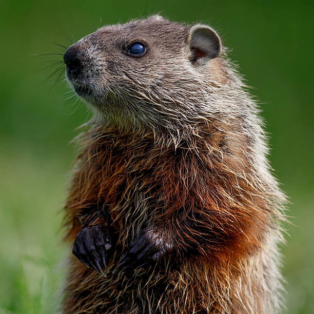 detailed close-up of groundhog sitting up and looking left - punxsutawney phil stok fotoğraflar ve resimler