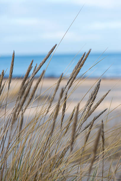 istock beautiful dry grass and bent background 529874287