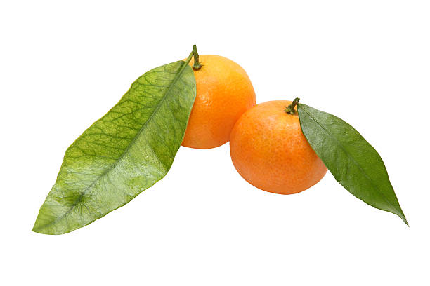 dwa świeże mandarynka z zieloną leafes.isolated. - leafes fruit orange leaf zdjęcia i obrazy z banku zdjęć