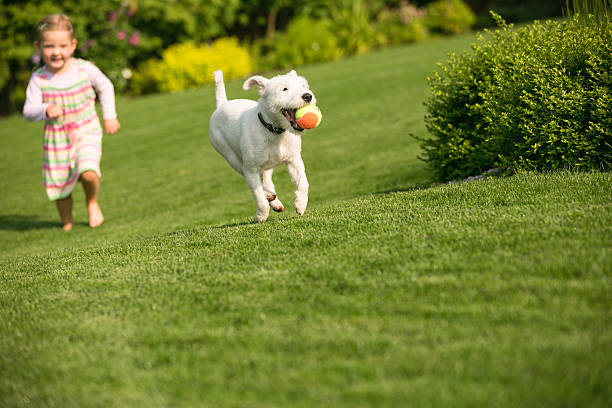 Young girl with dog playing in garden stock photo