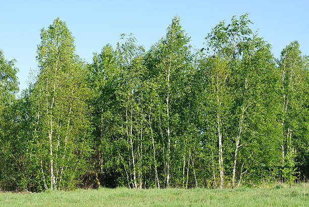 istock birch trees with green leaves 529875811