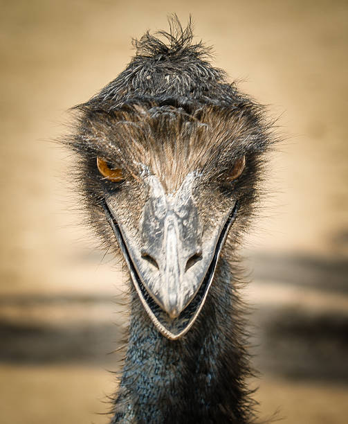 istock Portrait of an ostrich 529876667
