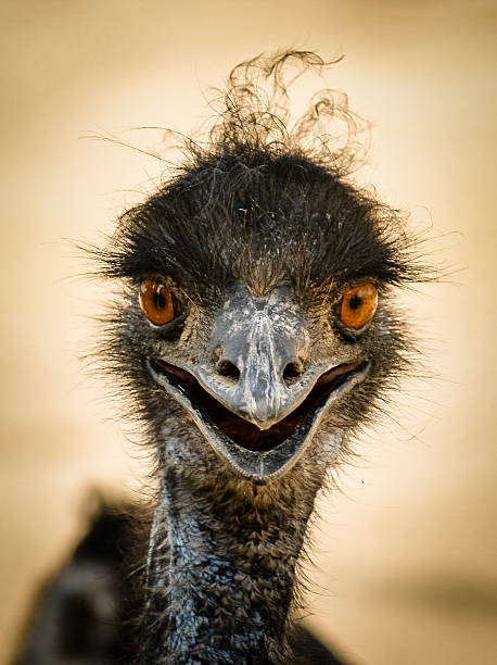 istock Portrait of a smiling  ostrich 529876675