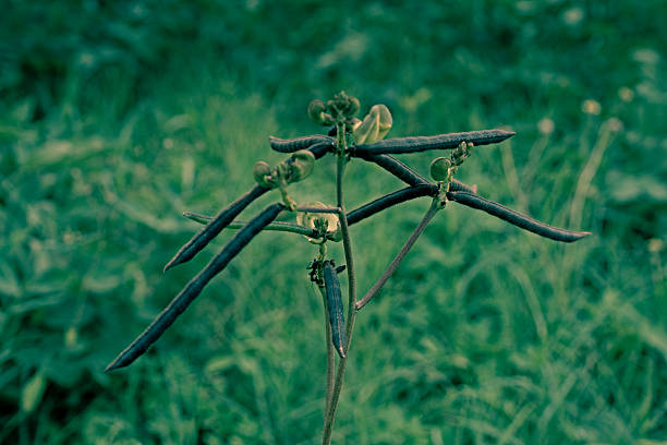 Pods of Vigna radiata, Mung bean, Green gram, India