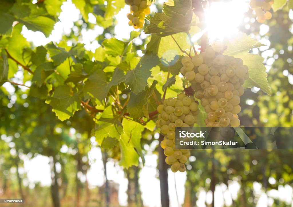 Uvas penduradas em vine no dia ensolarado - Foto de stock de Agricultura royalty-free